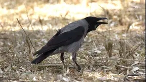 עורבים בפארק הירקון תל אביב