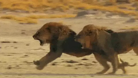 גיף אריה אריות ספארי