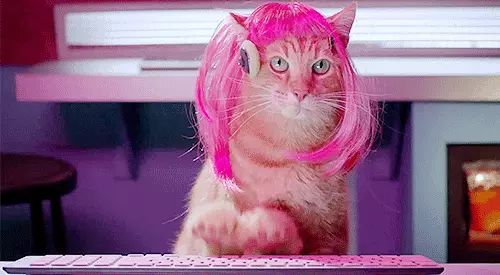 גיף חתול מקליד על מקלדת