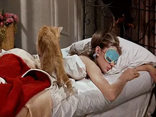 אודרי הפבורן מנמנמת עם חתול