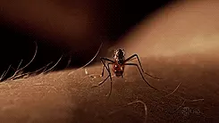 יתושה מוצצת דם