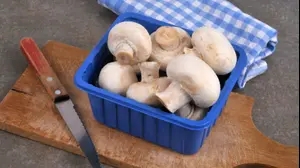 פטריות במכל אחסון