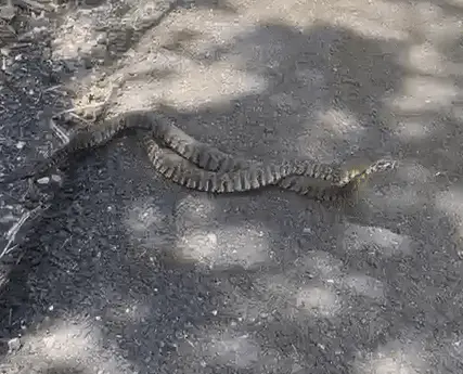 זוג נחשי צפע בהזדווגות בעמק יזרעאל