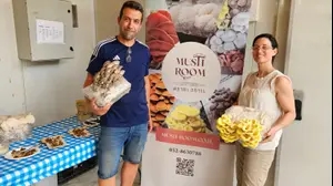 פטריות Mushroom, צפרירים