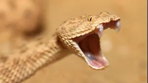 נחש עכן קטן