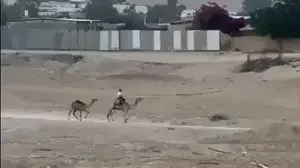 צעיר נמלט על גמל בזמן אזעקה בקסר א-סר