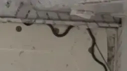 נחש התגלה בתא המטען במטוס באוסטרליה