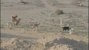 להקת כלבים משוטטים, מתוך הסרט