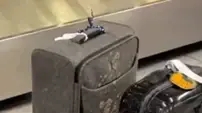 מזוודות כוסו בצואת אדם