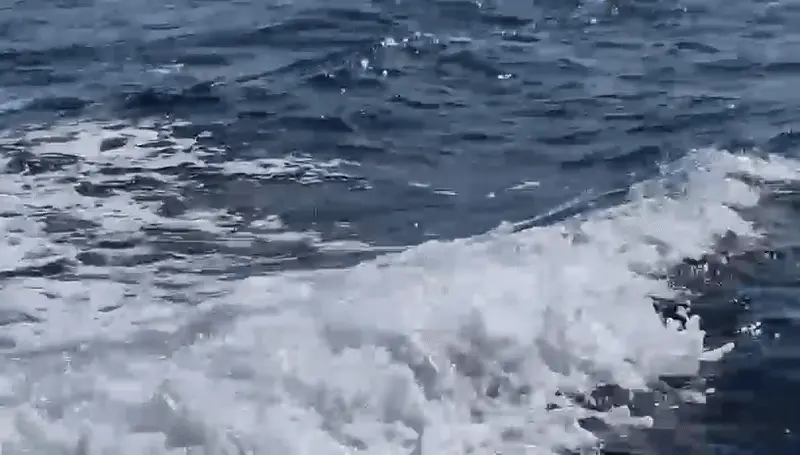 להקת דולפין מצוי בחוף הים של אשקלון