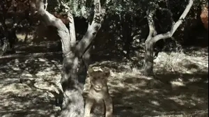 גור אריה נמצא בכפר אבו דיס