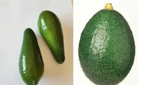 אבוקדו ריד (מימין) ואבוקדו גליל (משמאל)