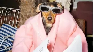 כלב מתוך תחרות הכלבים בפרויקט DOGUE של מגזין ווג. אוגוסט 2025