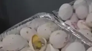 ביצים לא ראויות למאכל שהוגשו לחיילים בבסיס סיירים