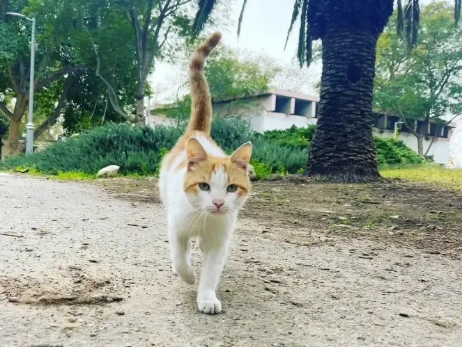 הפרויקט המרגש שהעלה חיוך אצל חתולי העוטף