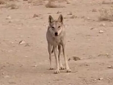 תיעוד מפחיד מהדרום: "פתאום התקרב אלינו בלי חשש"