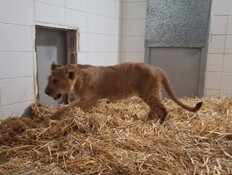 תופעה מתרחבת: גור אריות בשבי אותר סמוך למעלה אדומים