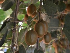 אזהרת מועצת הצמחים מפני קיווי ישראלי